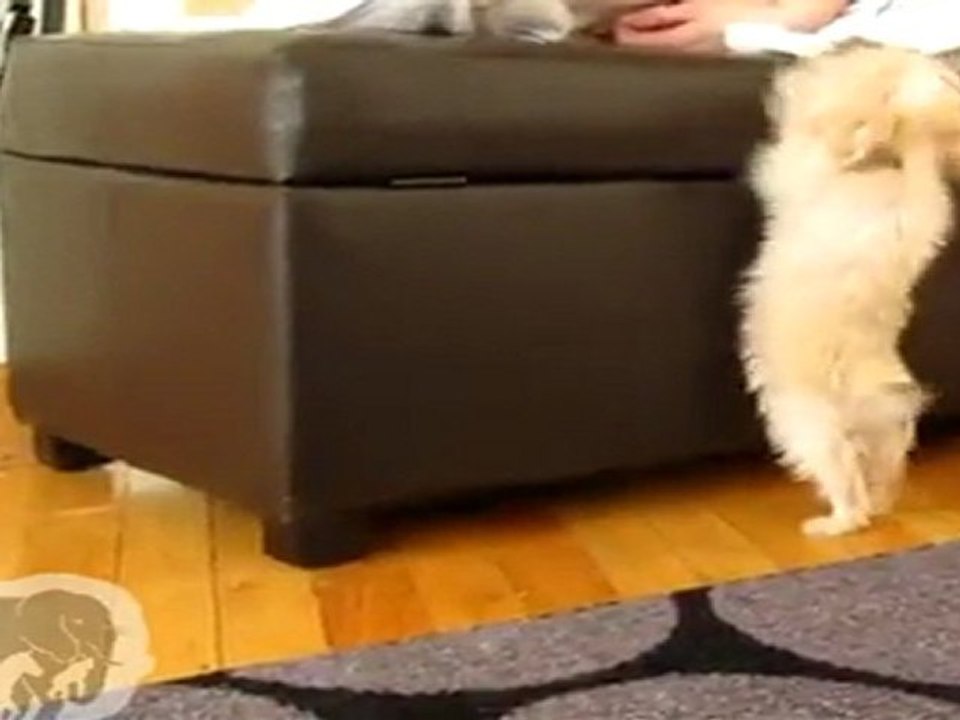 chiot qui essaye de sauter