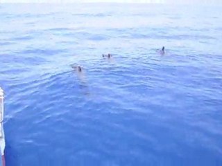 Short finned pilot wales logging