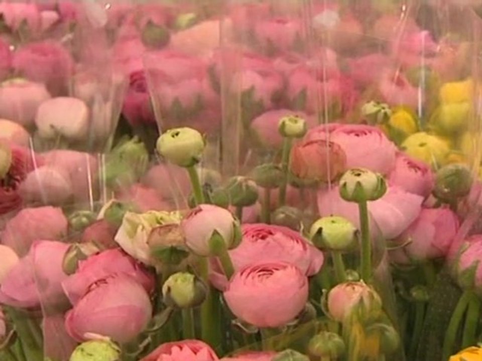 Fleurs