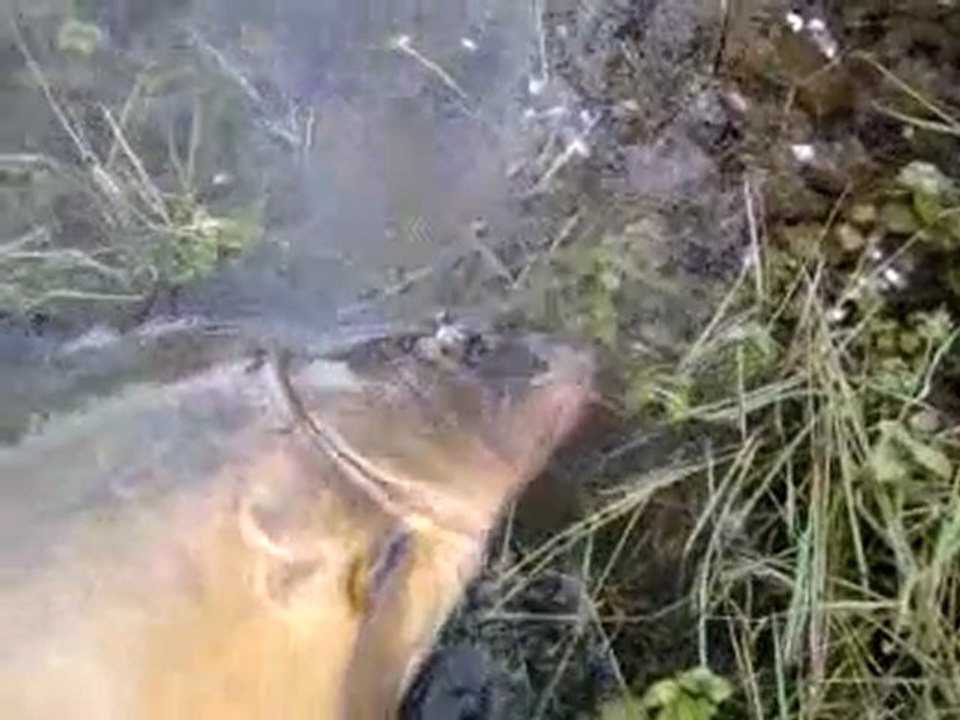 GABRIEL RIVAS ET LA CARPE DE 21KG