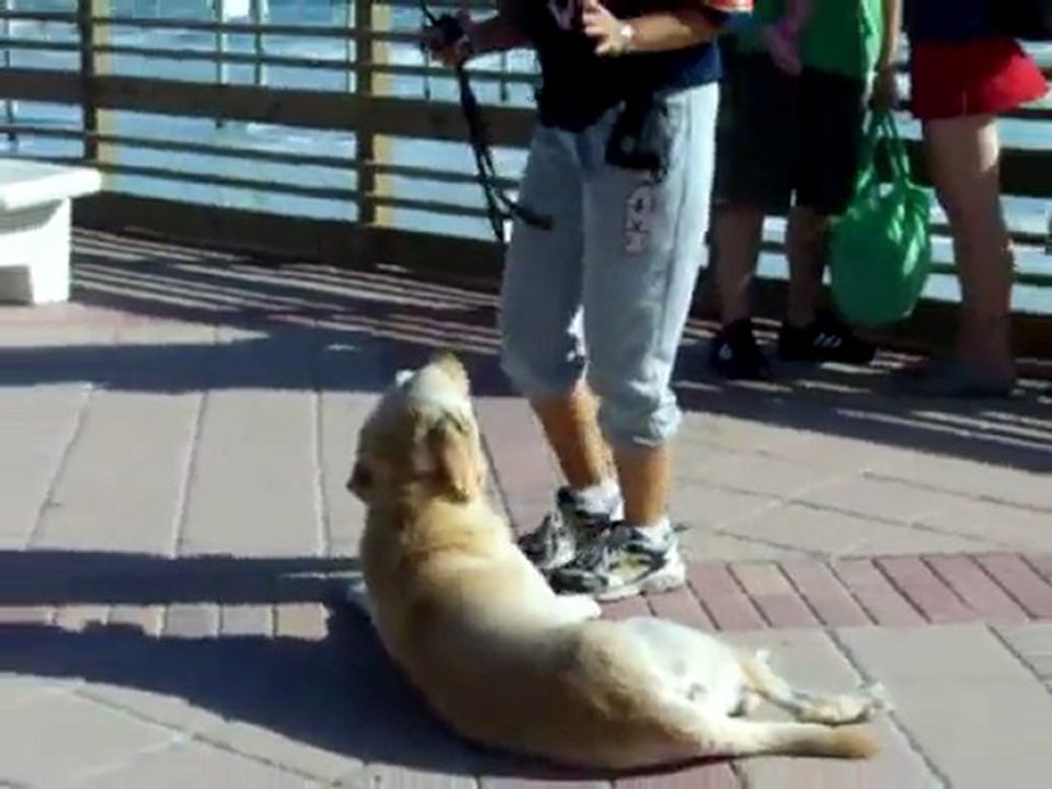 YouTube - Dogtra E=collar training ''Think Three!''-1