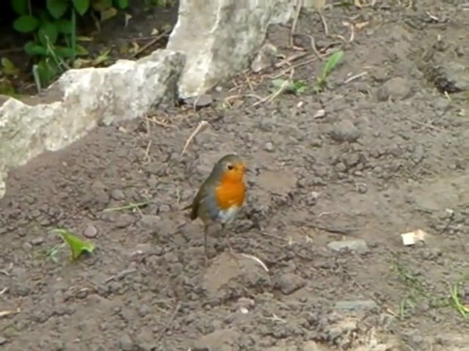 Robin's Are Friendly