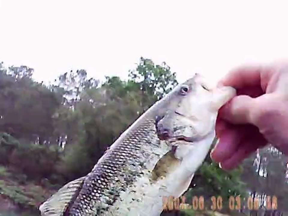 peche au black bass en float tube a tremelin : dep 35