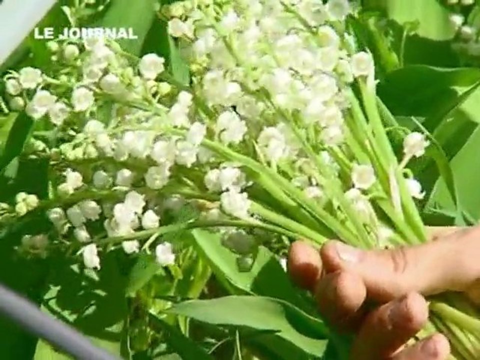 Le Muguet menacé par la météo! (Loire Atlantique)