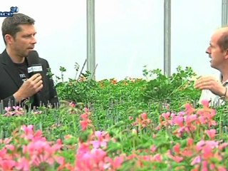 Des géraniums made in Alsace!