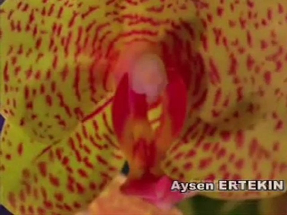 Edith Piaf - Padam Padam