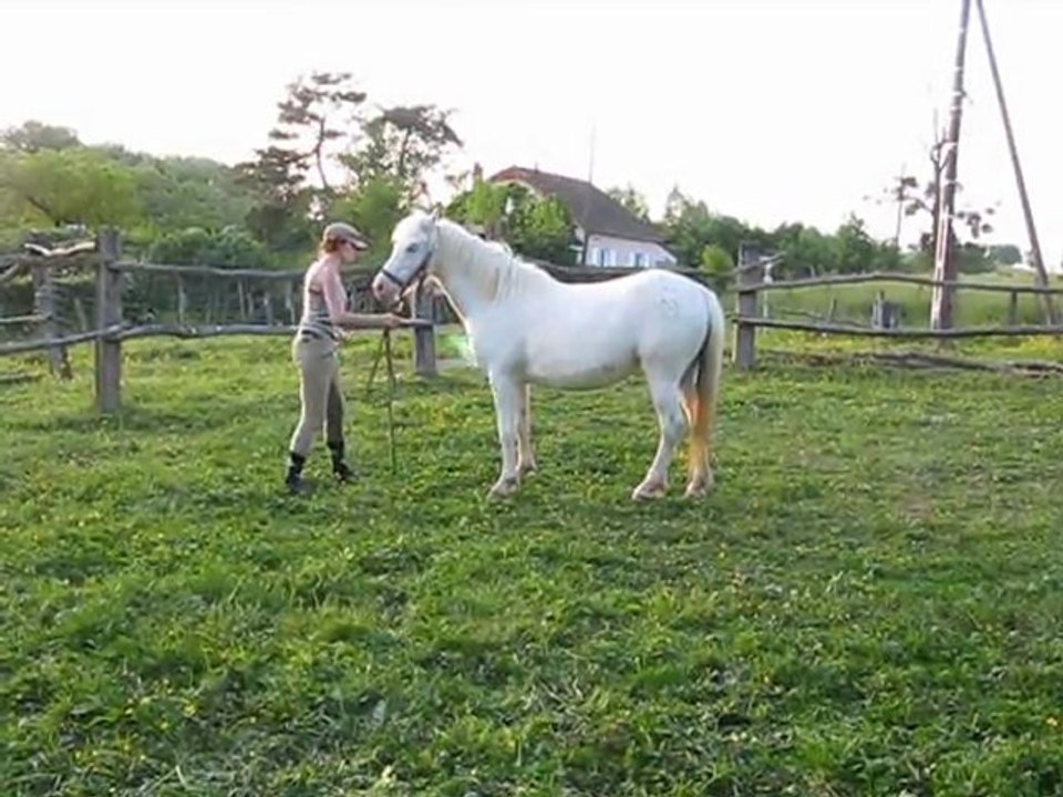 Speedie du Pré Prince - désensibilisation