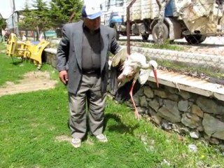 yalıhüyük'te leylek operasyonu