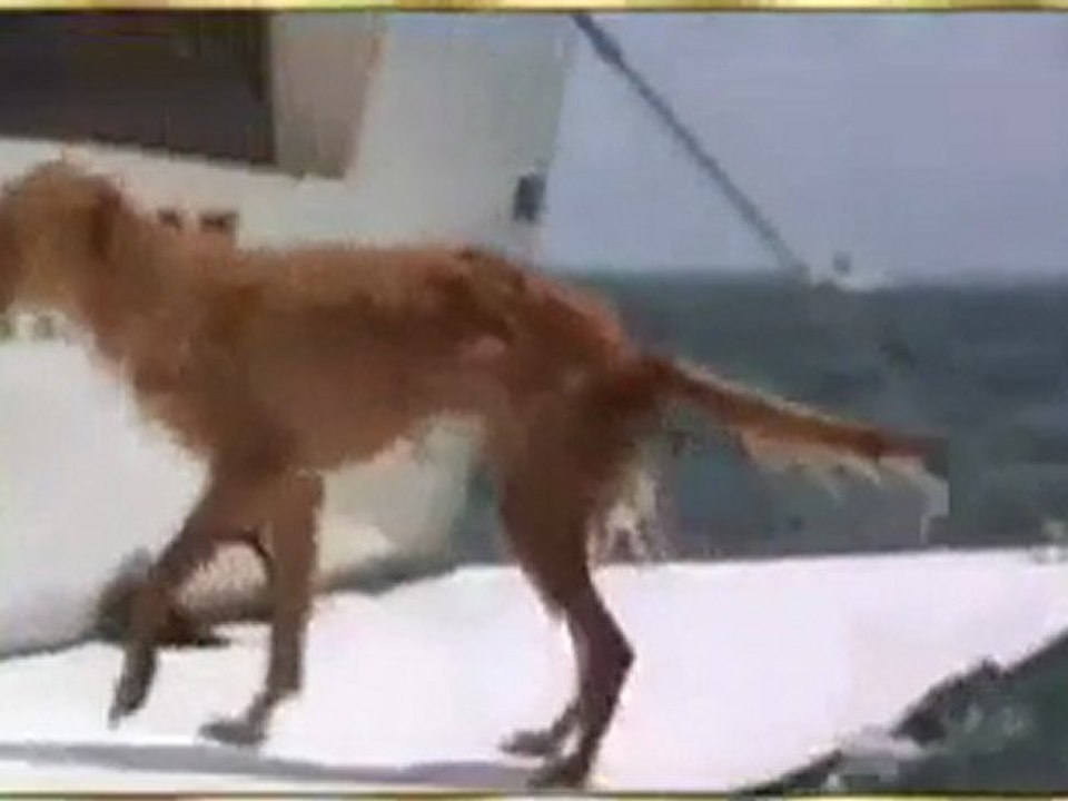 Click Here!köpeğin yunus balığına teşekkürü