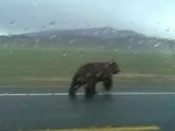 Rare Brown Bear Charges at Tourists in China