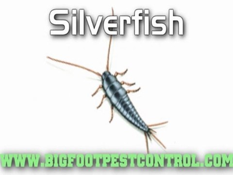 Pest exterminator Barrington Elk Grove Palatine Buffalo Grove