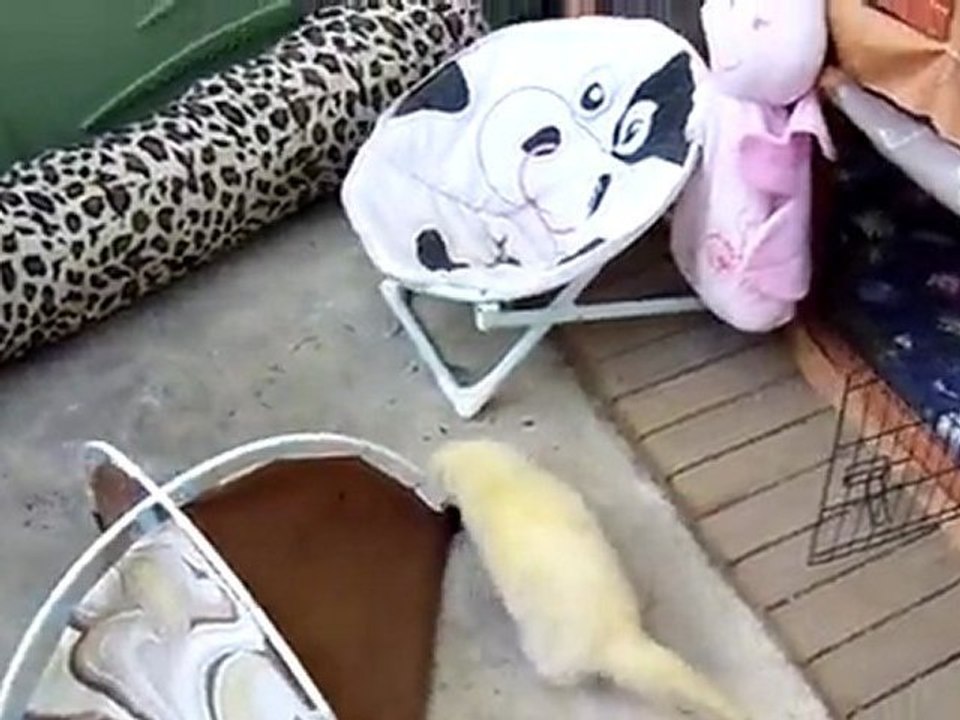 association les furets de la 2eme chance 1 mai 2011