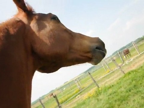 Opium et les gratouilles