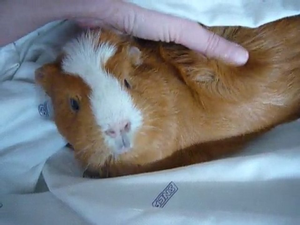 piou piou