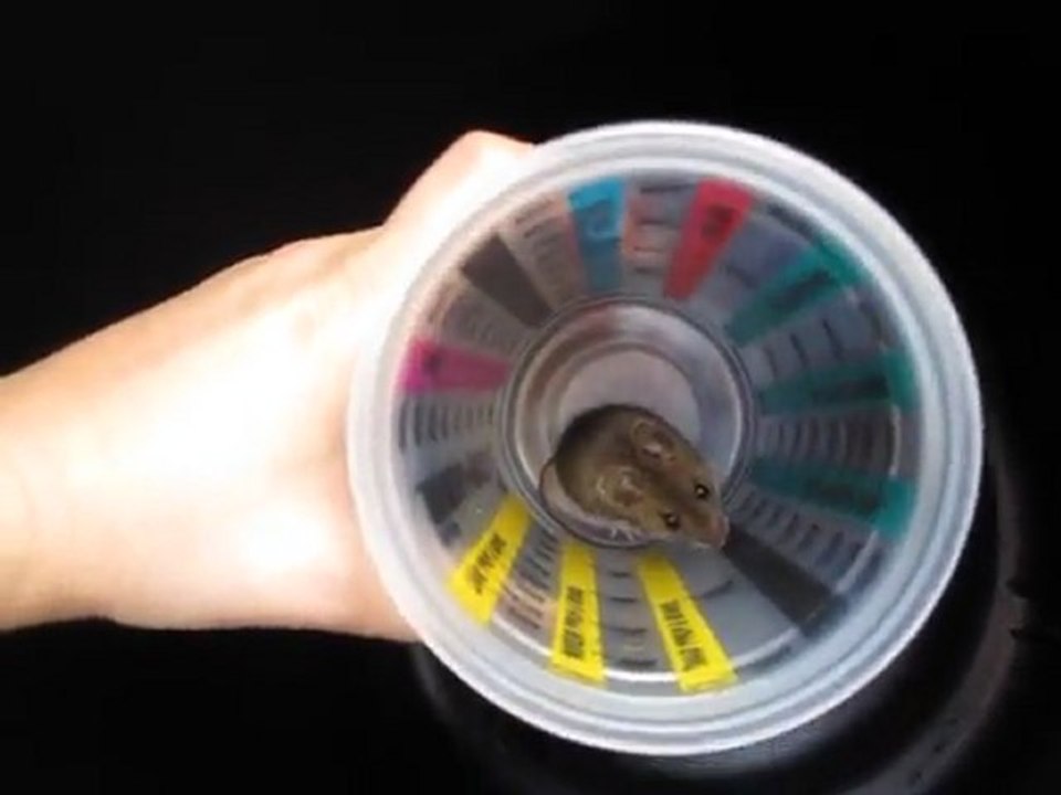 Enfin attraper cette souris oufff
