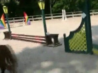 2011 CSO BRIMBORION HAVANE