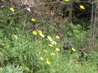 düz dağar çeşmesi