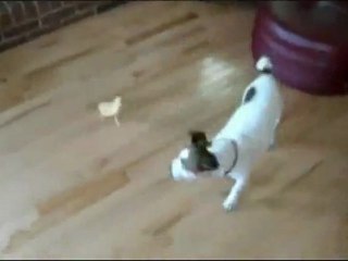 Dog Gets Bullied By Duckling ~ The Fullboxz Blog ~