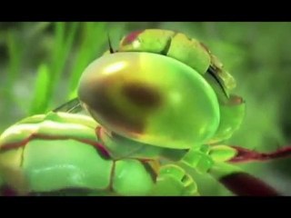 j aimerais bien qu on m explique...la vie des moustiques