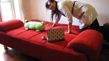 Sofa Bed