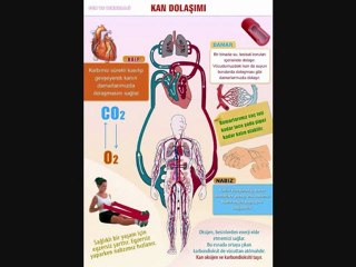 DOLAŞIM SİSTEMİ-KLİP