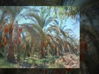 Egypt Desert & Culture Tours