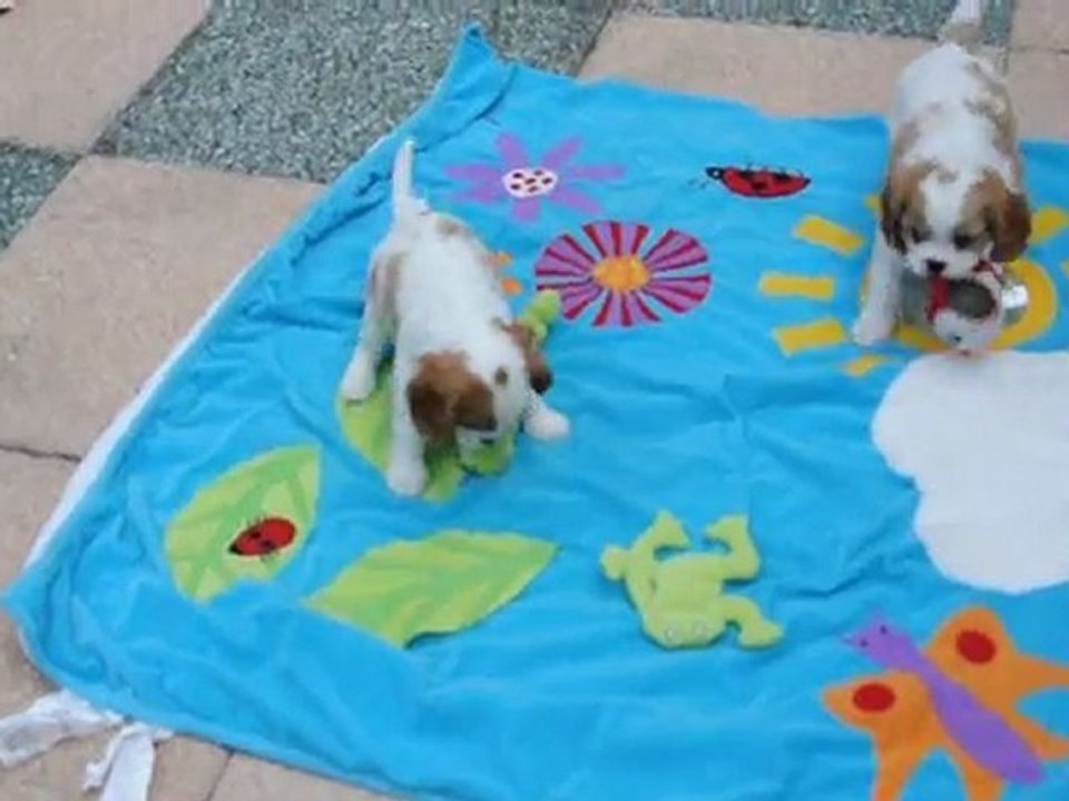 Chiots Tayra (2) 6 semaine 005