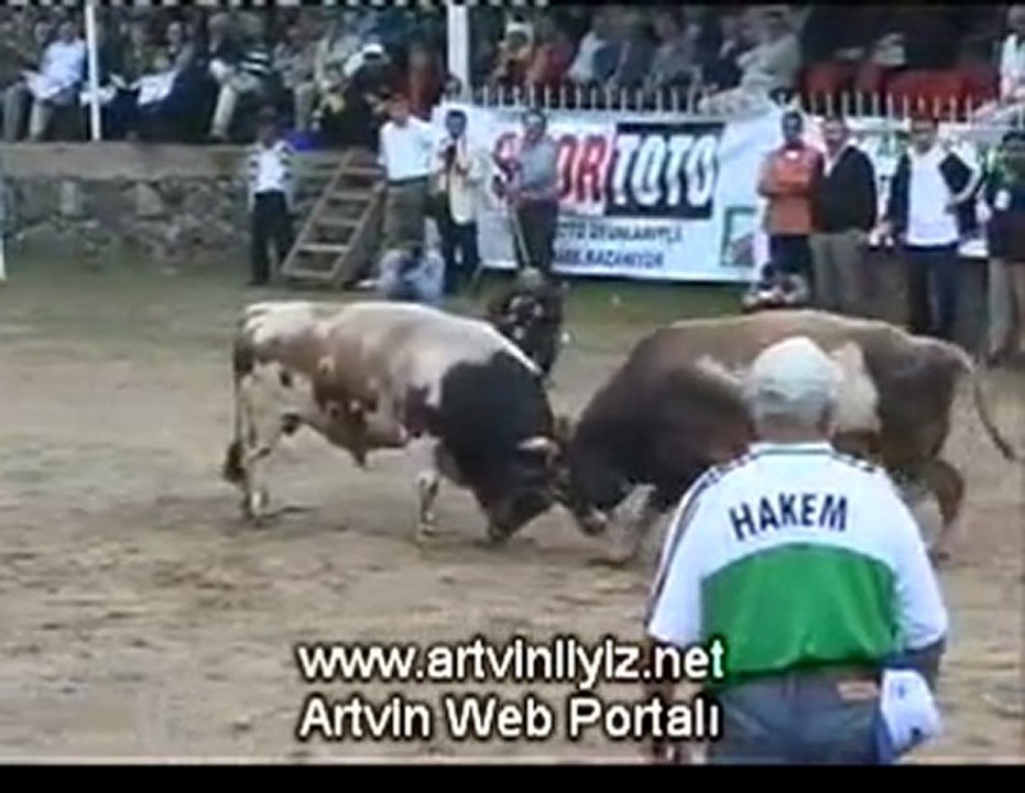 Artvin  Kafkasör Festivali Boğa Güreşleri 2007