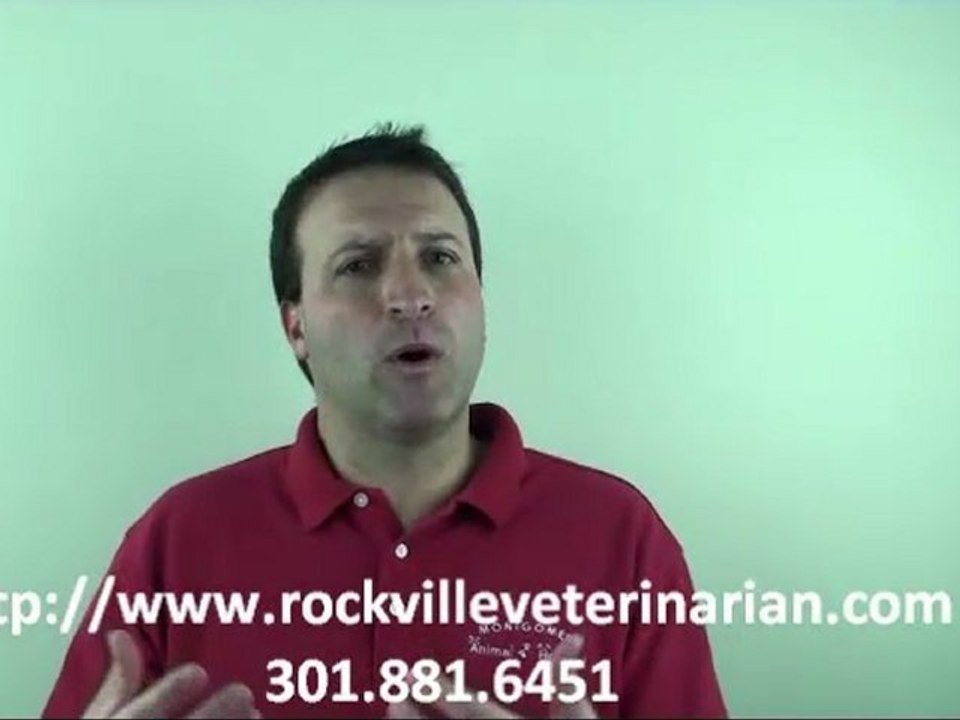 Should I Get A Pet insurance