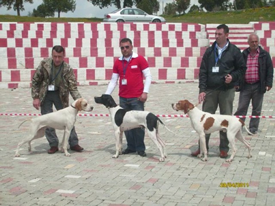 Tavşanlı Irk Standartları Yarışması Bölüm 1