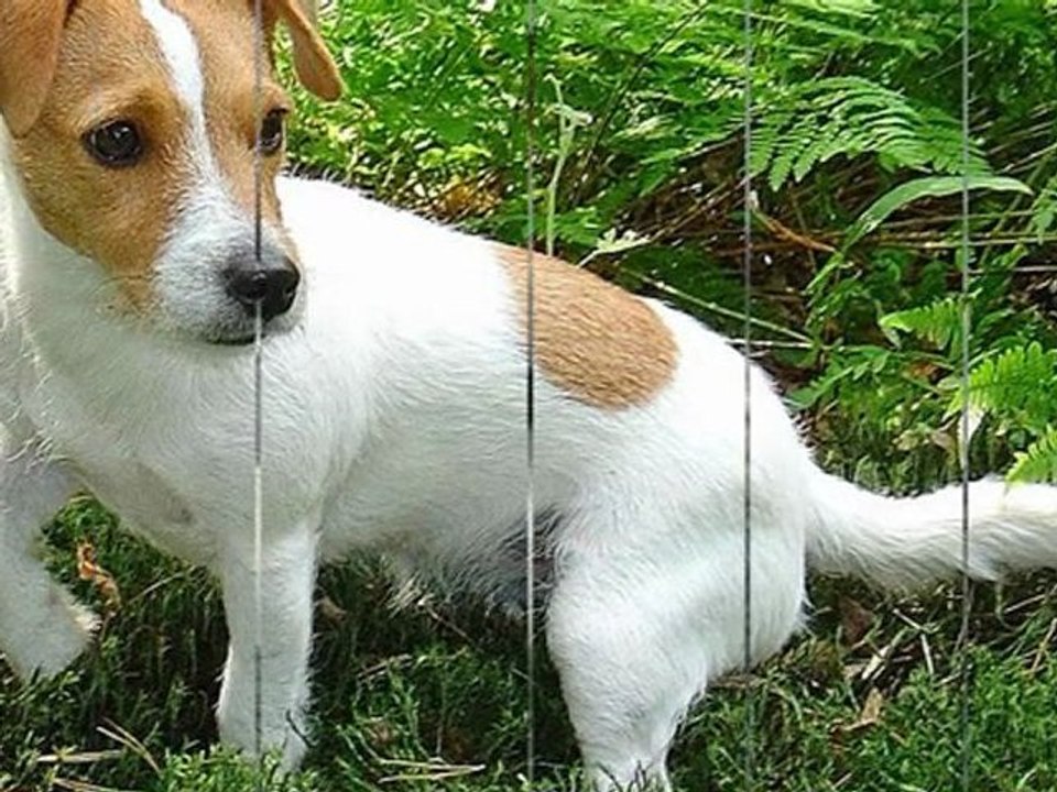 Jack Russell Terrier video