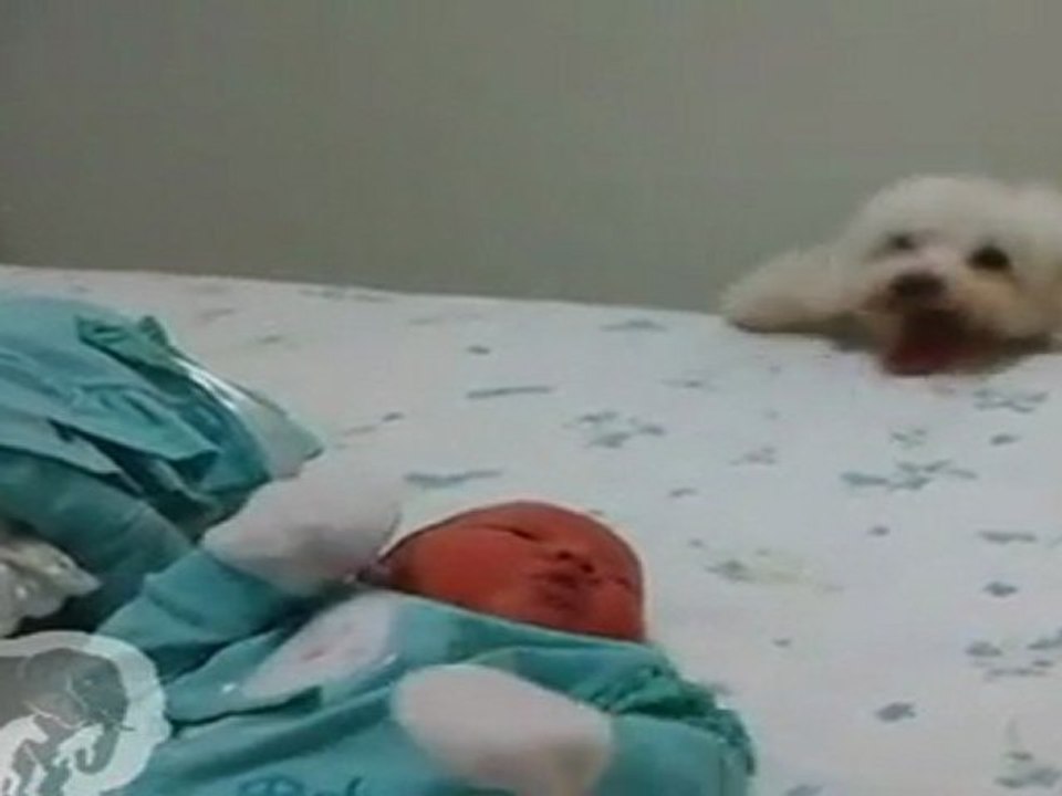 chien qui n'arrive pas à sauter sur le lit