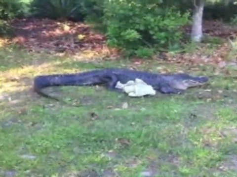Angry Gator Shows Celebrity Photographers How to Snap