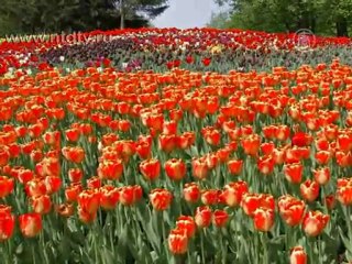 200 000 весенних цветов распустились в Киеве