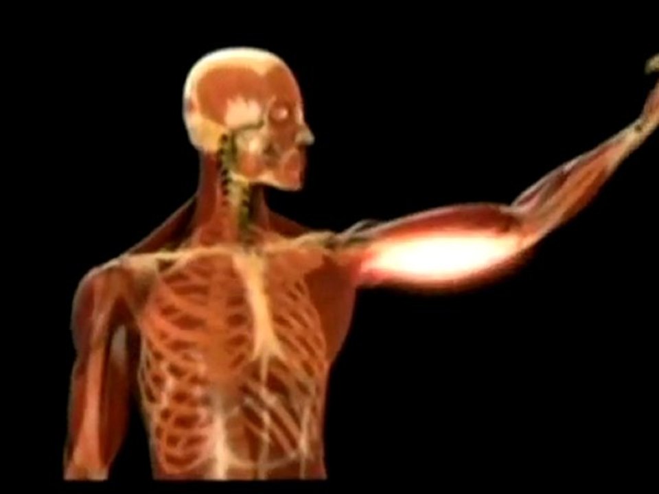 Face au danger: notre force musculaire est explosive