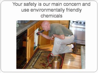 edinburgh pest control and vermin control edinburgh