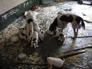 Epagneuls Français à 34 jours : Têtée