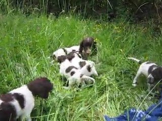 Portée d'Epagneuls Français à J36 : la mère et ses petits