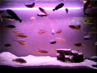 Bac de transite des Melanochromis Auratus