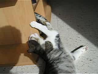 jeux entre chats