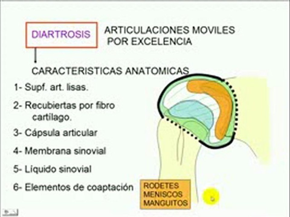 Clasificación de articulaciones