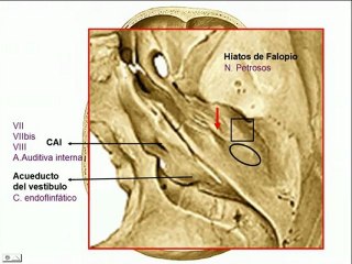 Agujeros de la Base Cráneo