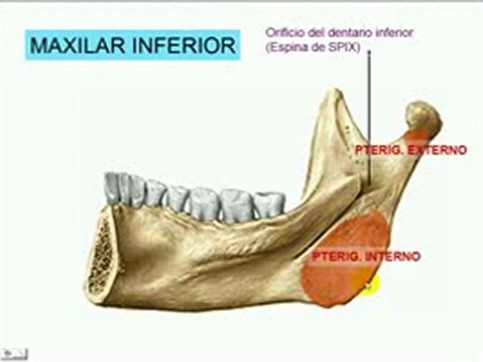 CARA 3 - Maxilar inferior