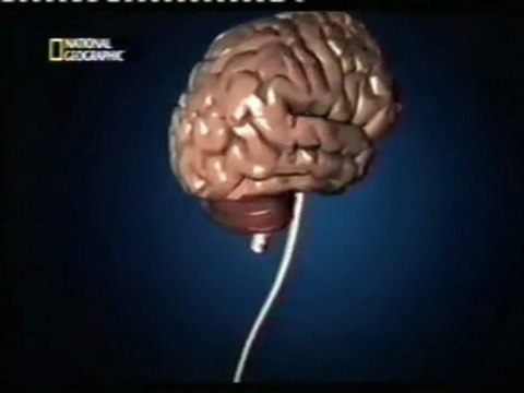 Rabia: ¿El virus zombie? (Daños cerebrales)