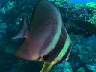 FANTÔMES DE CHUUK LAGOON (Les) - BONUS