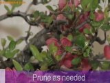 Bonsai Trees Popular Forms and Styles