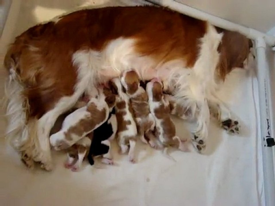 Bébés Dew des Beylias  à 1 semaine