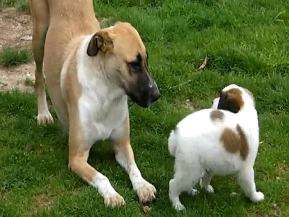 Jeux entre toutous!