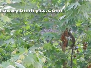 Maymun Kurtarma Operasyonu - Nusaybin Haber