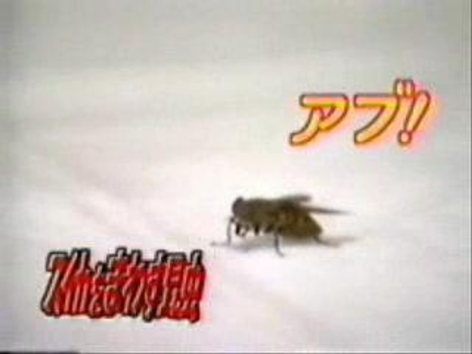 Animaux dresseur mouche